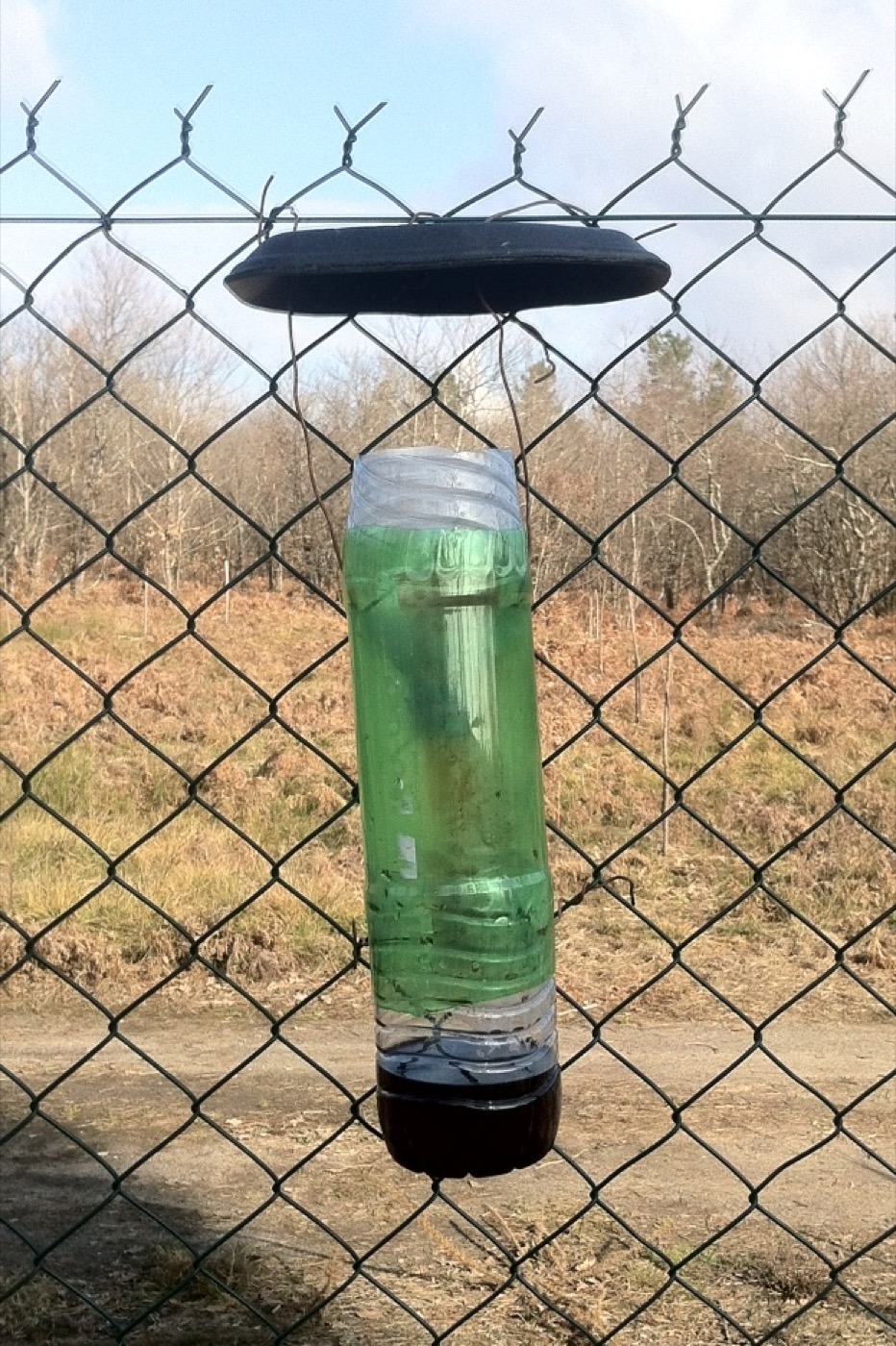 Val voor Aziatische hoornaars (Vespa velutina)