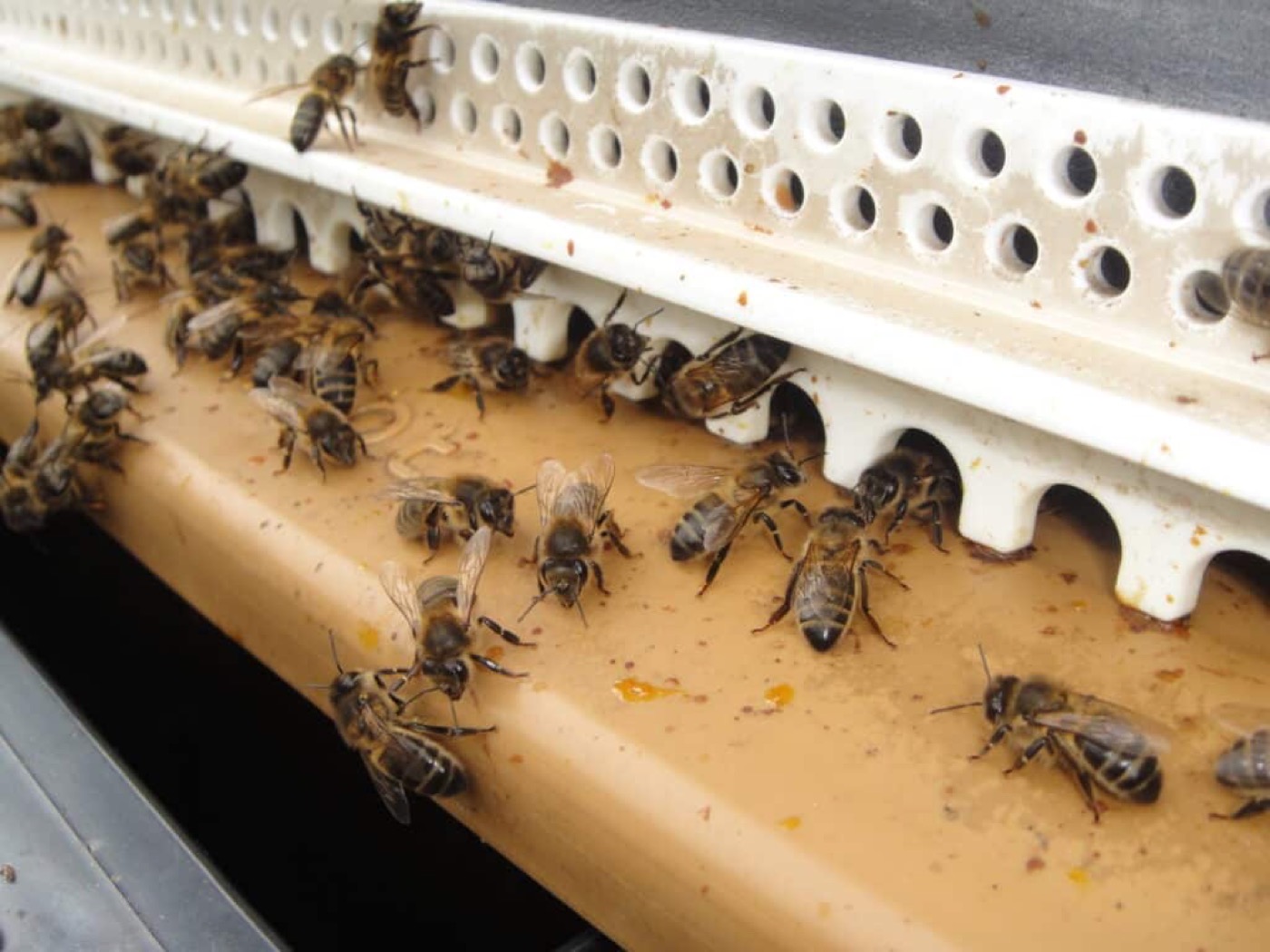 Verkleinde vliegopening op een bijenkast — fysieke afscherming tegen hoornaars
