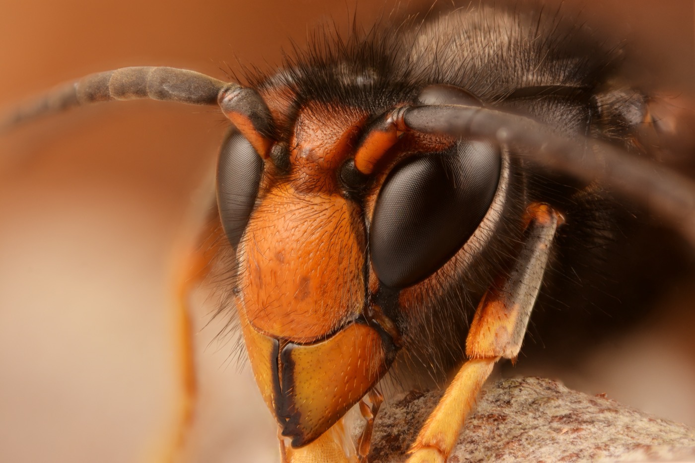 Close-up van een Aziatische hoornaar (Vespa velutina)